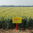 魯研128 魯研128