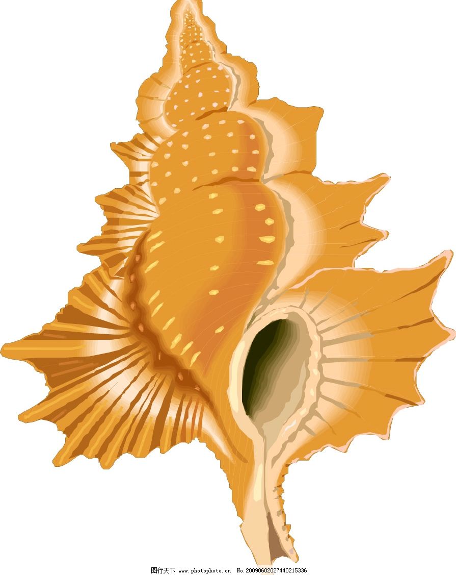 紐氏海螺