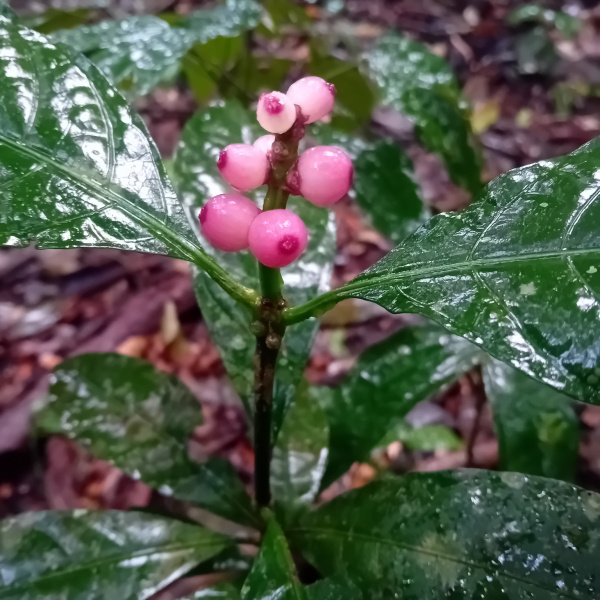 Carapichea adinantha