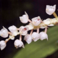 滇南毛蘭 滇南毛蘭