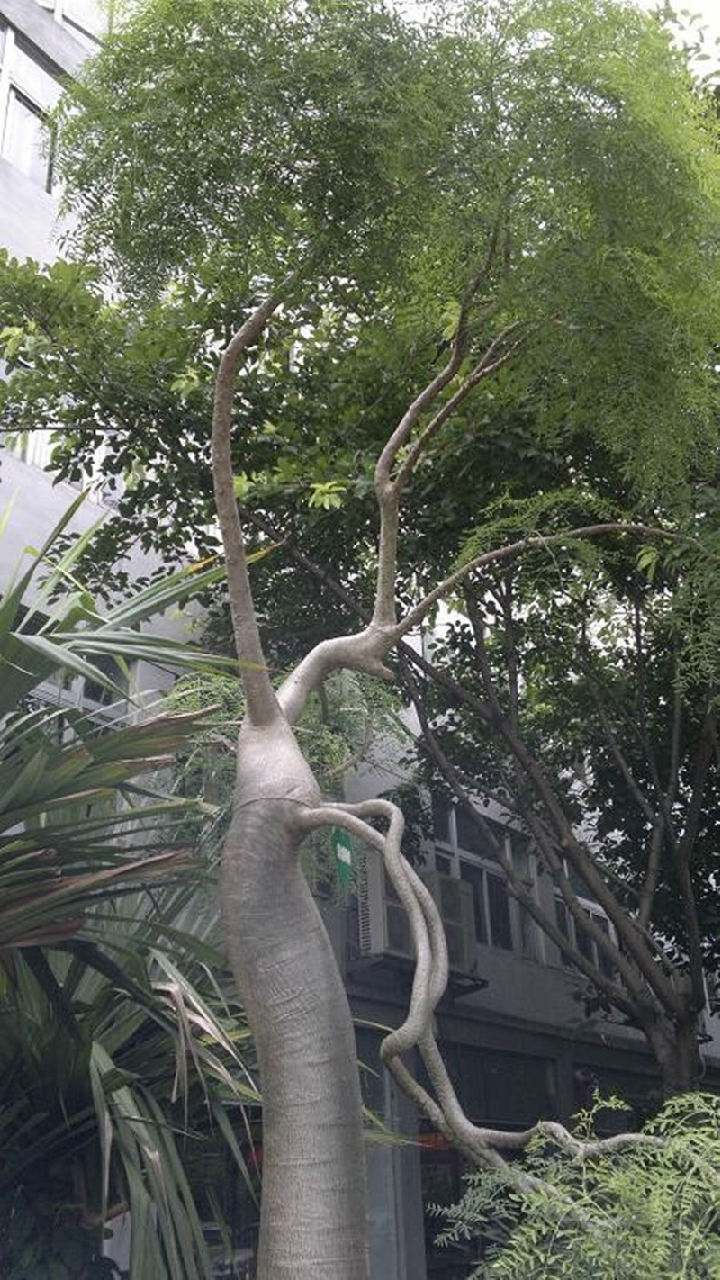 象腳樹