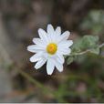 菱葉菊 菱葉菊
