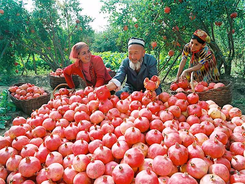 喀什地區果農收穫石榴