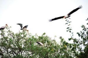 馬尼亞拉湖鳥類