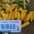 強碩68 強碩68