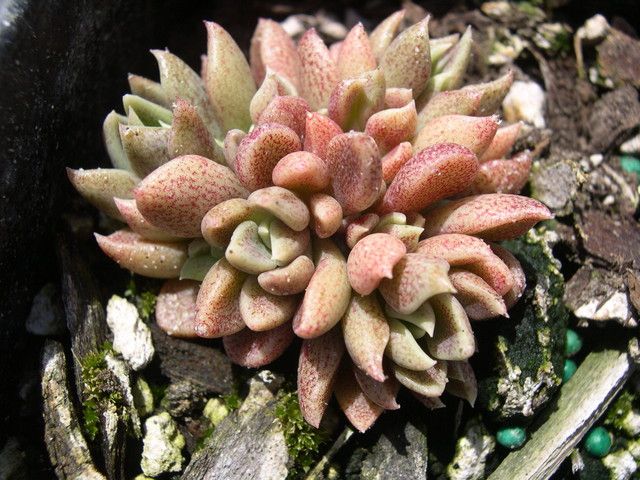 密葉石蓮 密葉石蓮