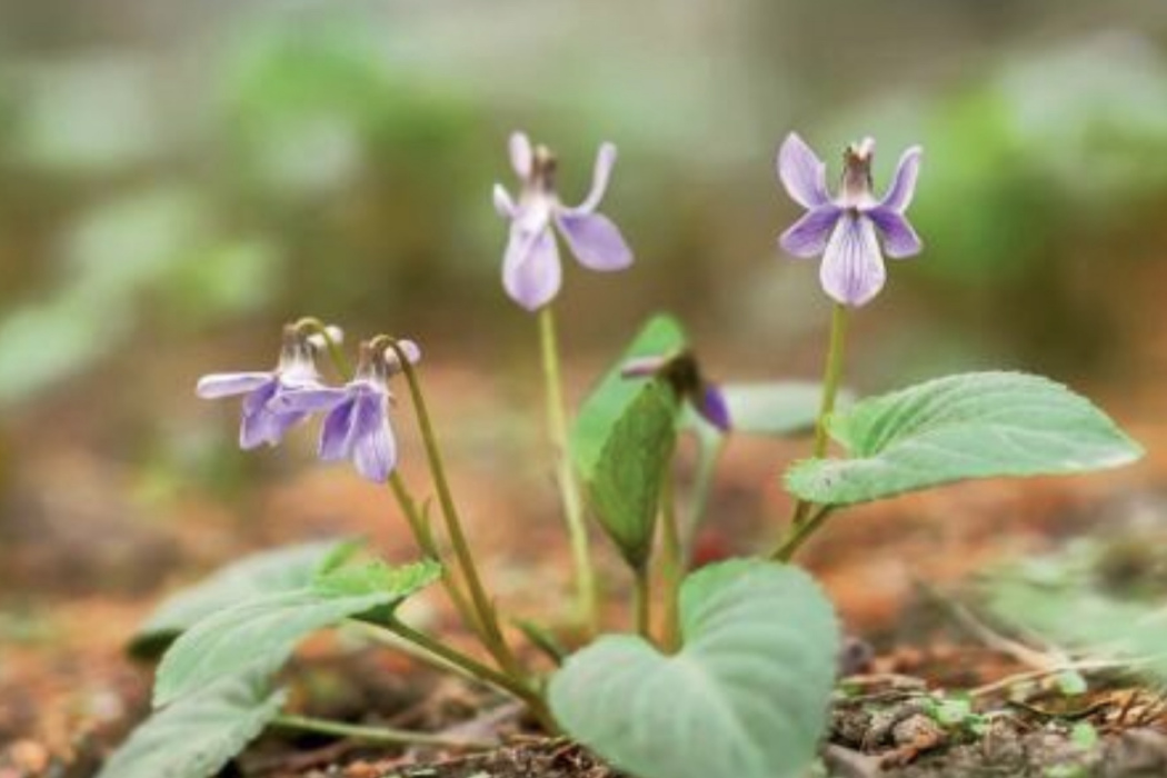 斑葉堇菜(中藥) 斑葉堇菜(中藥)