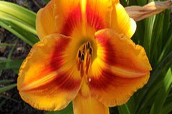 Hemerocallis \x27Aztec Priestess\x27