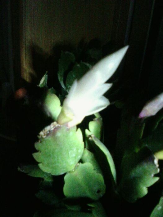 白瑪麗(薔薇科薔薇屬植物) 白瑪麗(薔薇科薔薇屬植物)