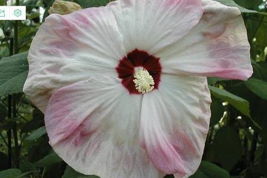 Hibiscus moscheutos (Southern Belle Group)