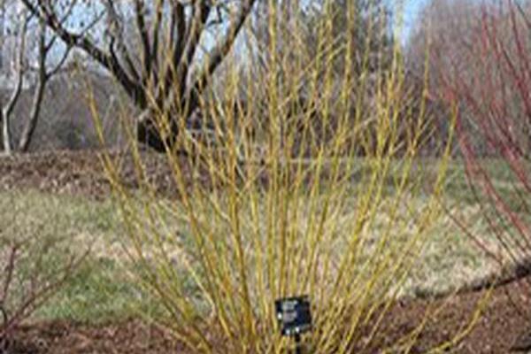 Cornus sericea \x27Budd\x27s Yellow\x27