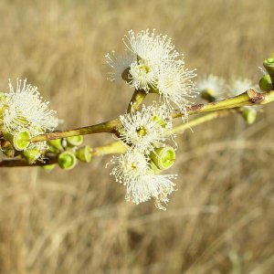 Eucalyptus apodophylla