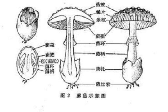 粘蓋草菇 粘蓋草菇