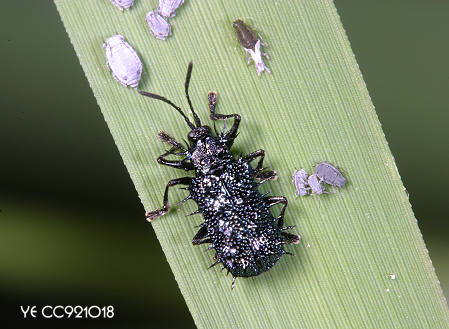 黑鐵甲蟲