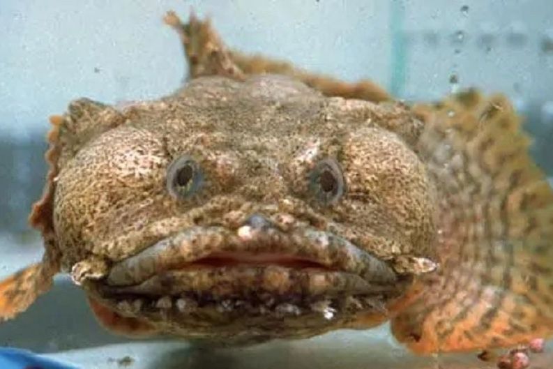 毒棘豹蟾魚