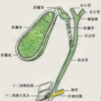膽汁排泄 膽汁排泄