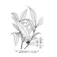 禿茶 禿茶