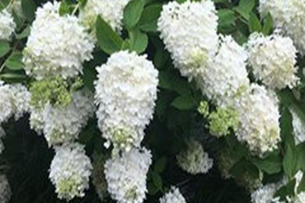 Hydrangea paniculata \x27Grandiflora\x27 Hydrangea paniculata \x27Grandiflora\x27