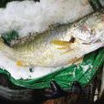 黃帶唇魚 黃帶唇魚