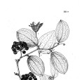 黑果菝葜 黑果菝葜