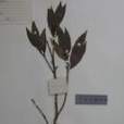 華南木姜子 華南木姜子