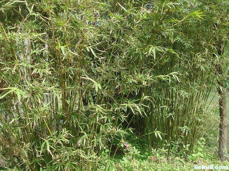皺殼箭竹 皺殼箭竹