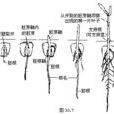 胚根鞘 胚根鞘
