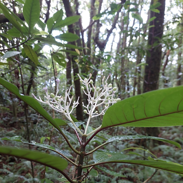 Chassalia corallioides