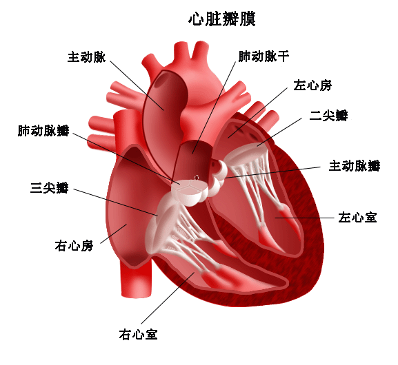 心臟瓣膜