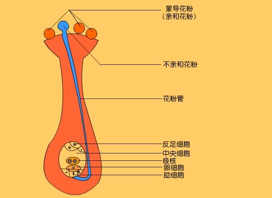 蒙導花粉 蒙導花粉