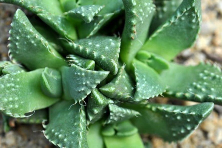 Faucaria tuberculosa \x27Rubra\x27 Faucaria tuberculosa \x27Rubra\x27