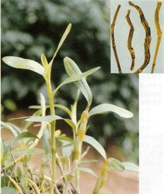 楓斗-原植物(圖1)