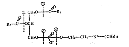 圖1 卵磷脂可被酶水解的部位