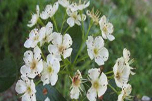 Crataegus crus-galli \x27Cruzam\x27 CRUSADER Crataegus crus-galli \x27Cruzam\x27 CRUSADER