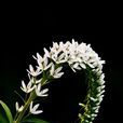 狼尾花(青葙子(中央種子目莧科植物)) 狼尾花(青葙子(中央種子目莧科植物))