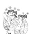 氈毛繡球 氈毛繡球