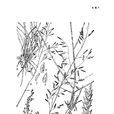 廣西畫眉草 廣西畫眉草
