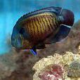 多棘刺尻魚 多棘刺尻魚