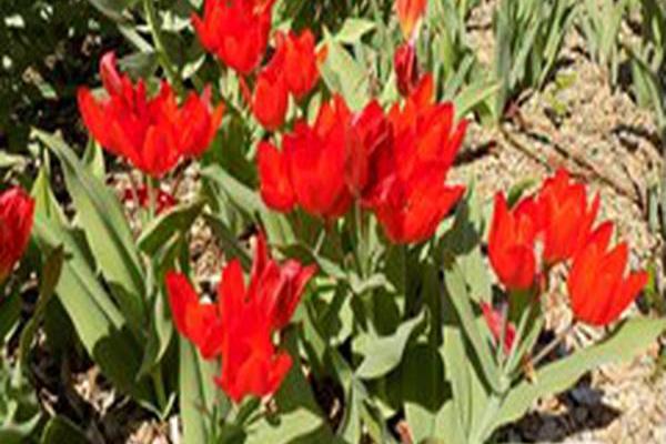 Tulipa praestans \x27Fusilier\x27