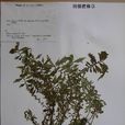羽裂樓梯草 羽裂樓梯草