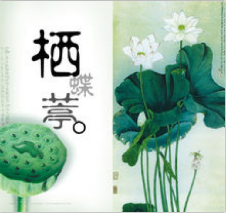 棲蝶葶 棲蝶葶