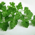 白廟芹菜 白廟芹菜