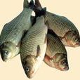 土鯽魚 土鯽魚
