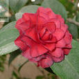 山茶花(山茶科、山茶屬常綠灌木)