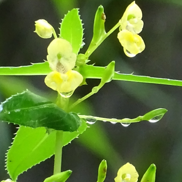 Impatiens dalzellii