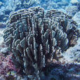蒼珊瑚(藍珊瑚)