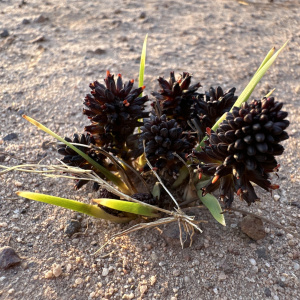 Haemodorum brevicaule