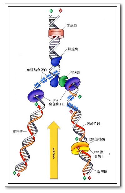 解旋酶(DNA解旋酶)