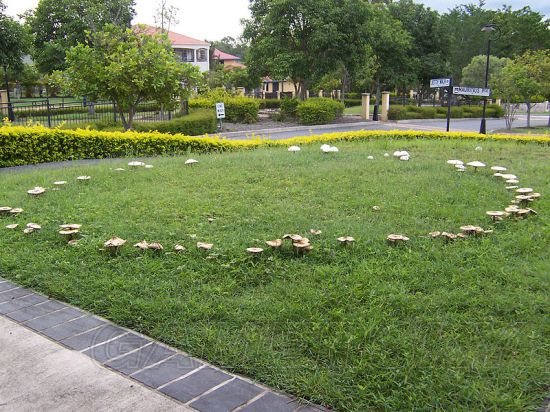 蘑菇圈