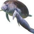 非洲海牛 非洲海牛